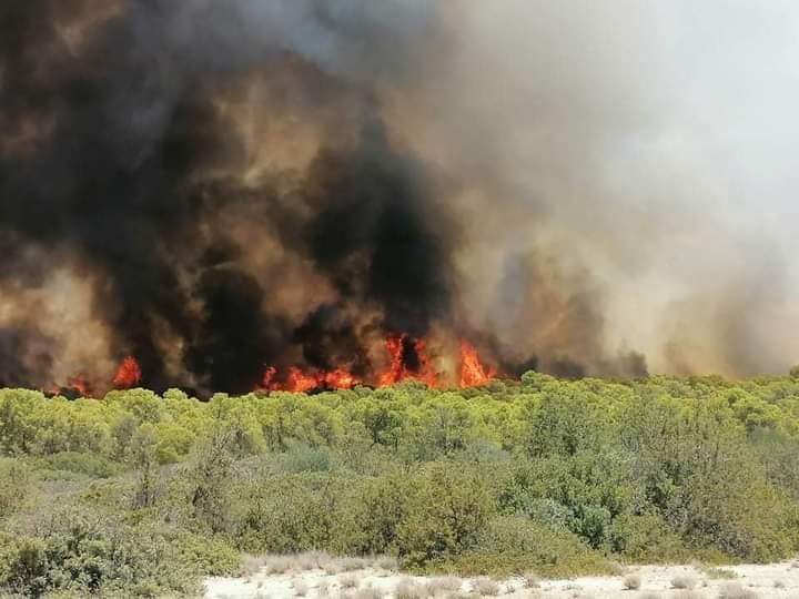 القـيروان.. طائرة عسكرية لمعاضدة جهود اطفاء حريق محمية زغدود 