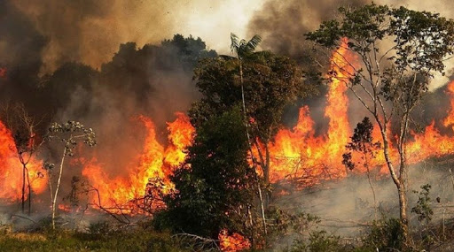 بالفيديو..في يوم حرارته استثنائية .. اندلاع حريق باحدى الحدائق بسكرة