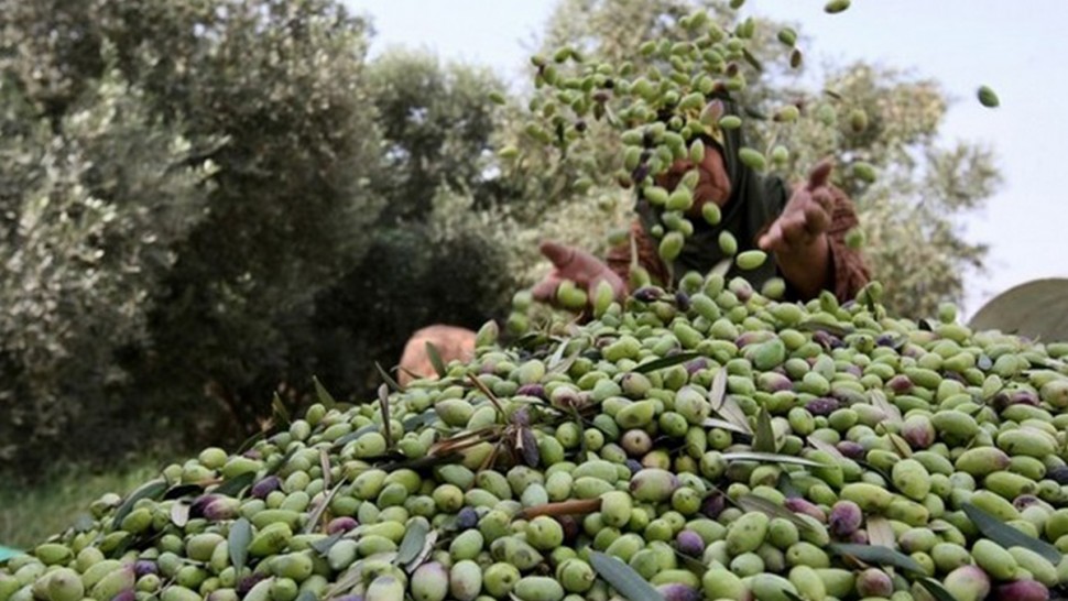 رئيسة قسم الارشاد والنهوض بالانتاج الفلاحي بالمندوبية الجهوية بسيدي بوزيد ، لـ"الصباح نيوز"  صابة الزيتون تقدر ب150 ألف طن ..والولاية الثانية وطنية