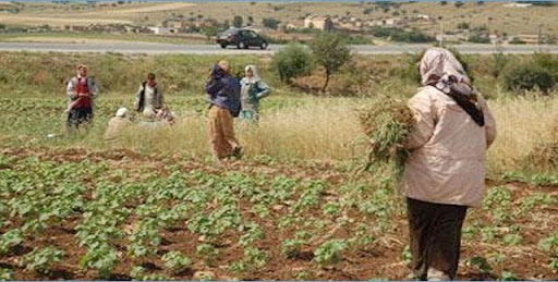 قريبا.. انطلاق مشروع "تعزيز دور المرأة الريفية في الانتخابات المحلية القادمة" بـ6 ولايات 