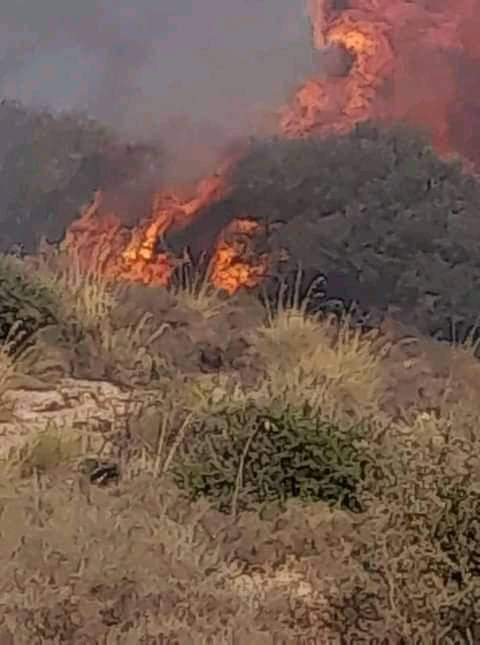 المدير الجهوي للحماية المدنية بجندوبة   لـ"الصباح نيوز" : نيران الحرائق طالت  بعض المنازل في طبرقة  