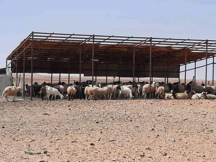 بن قردان..داء الكلب يهدد 12 الف راس ابل و 300 الف من المجترات الصغري..وإجراءات للتوقي