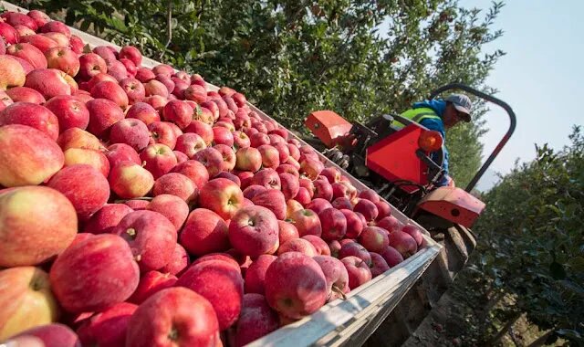  القيروان: تقديرات صابة التفاح لهذه السنة بلغت 5750 طنا