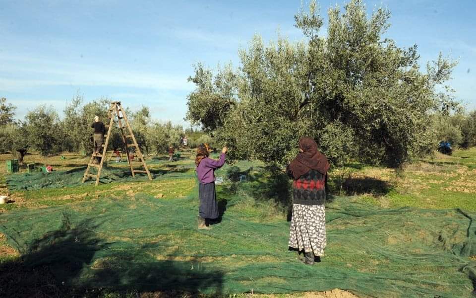 بنزرت.. تقديرات بتراجع صابة الزيتون 