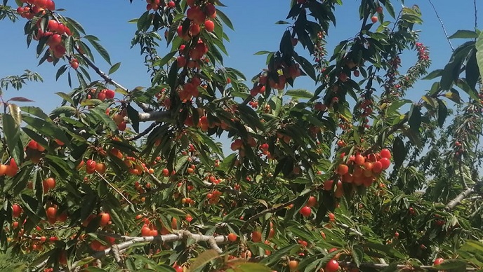 موسم جني حب الملوك بسليانة: نقص في الصابة و "كر و فر" مع الطيور