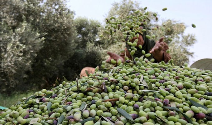 غرّة نوفمبر إنطلاق موسم جني الزٌيتون بالمهديّة.. صابة بـ100 ألف طن و170 معصرة للتّحويل