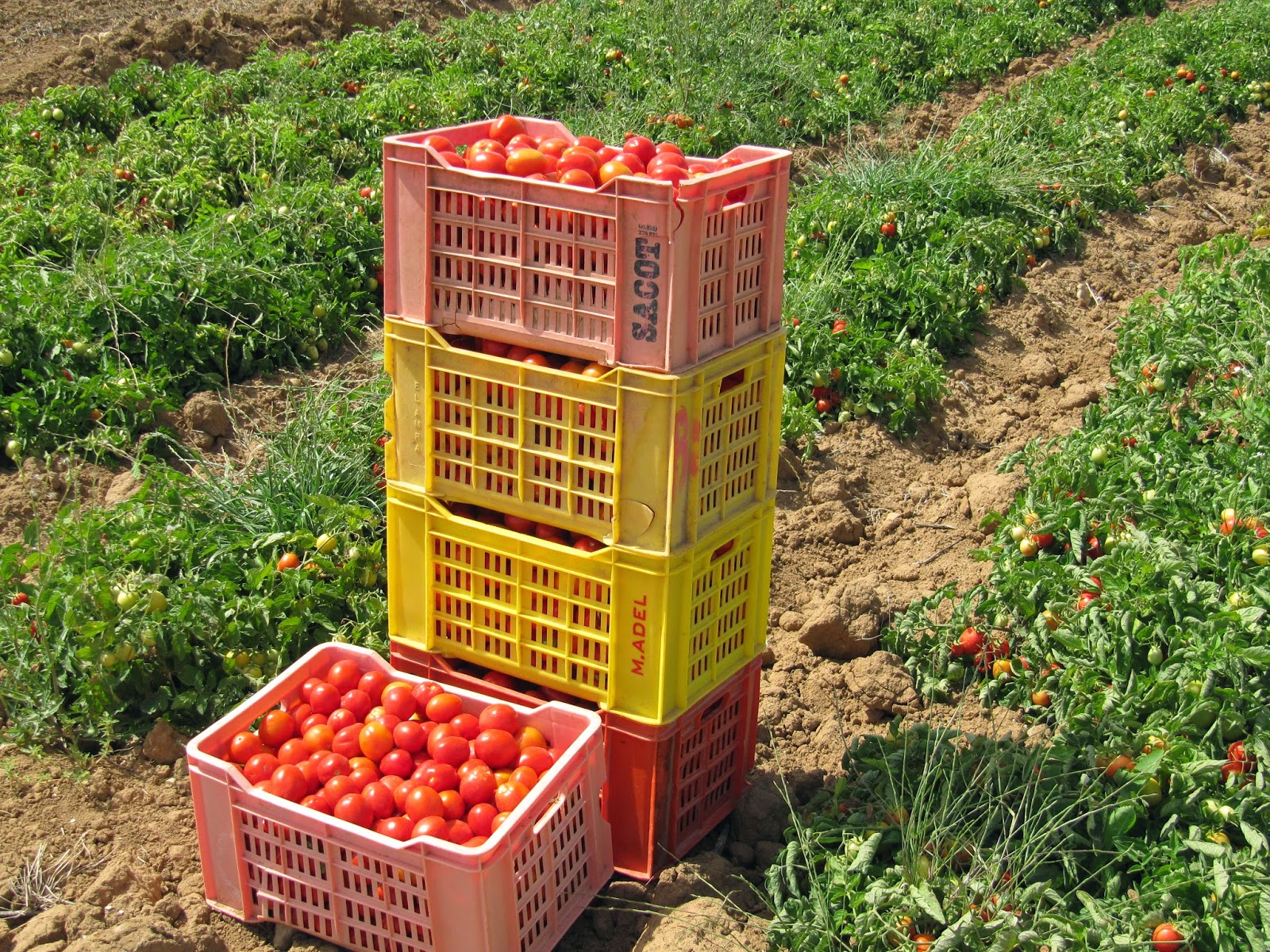 ما حقيقة نقص كميات الطماطم المُعلّبة المعروضة بالأسواق؟