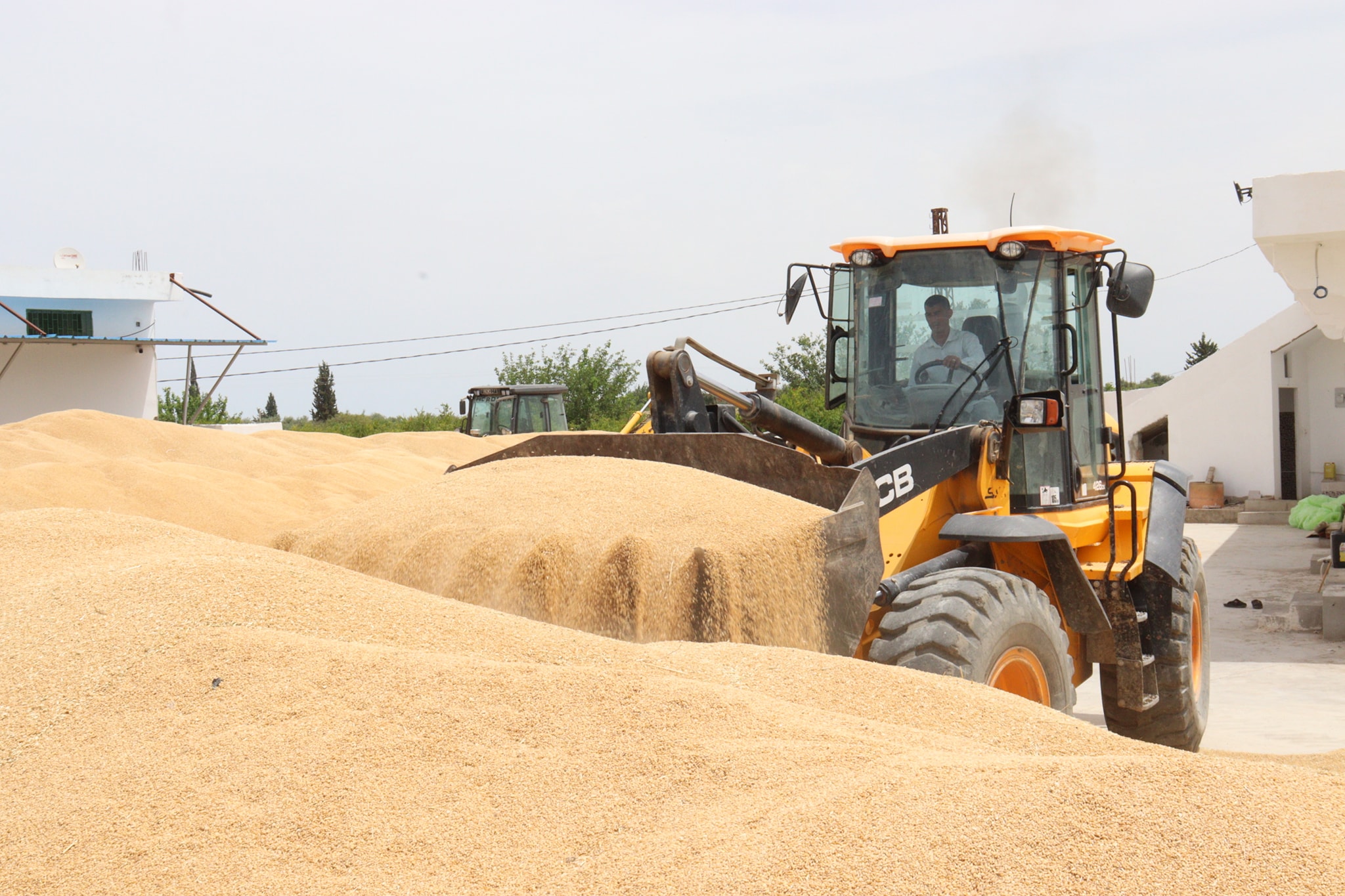 صور/ قدر بـ450 طن ..نقل القمح المحجوز في معصرة زيتون  إلى إحدى مراكز التجميع بالقيروان