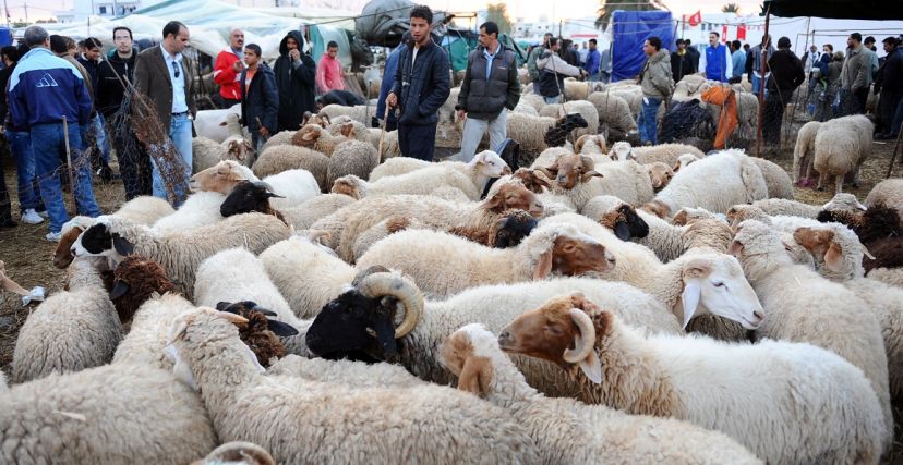 القلعة الكبرى : نقطة بيع وحيدة لأضاحي العيد وتغيير الفضاء يثير الإستياء