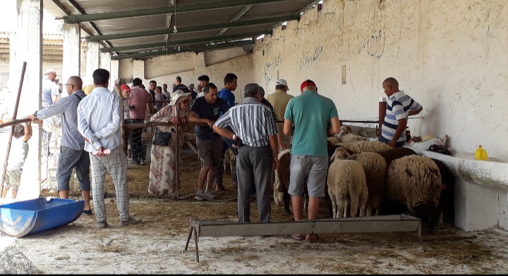 منوبة.. انطلاق بيع الاضاحي بالميزان بالسعيدة  و وزير الفلاحة يدعو لمراعاة المقدرة الشرائية  للمواطن..