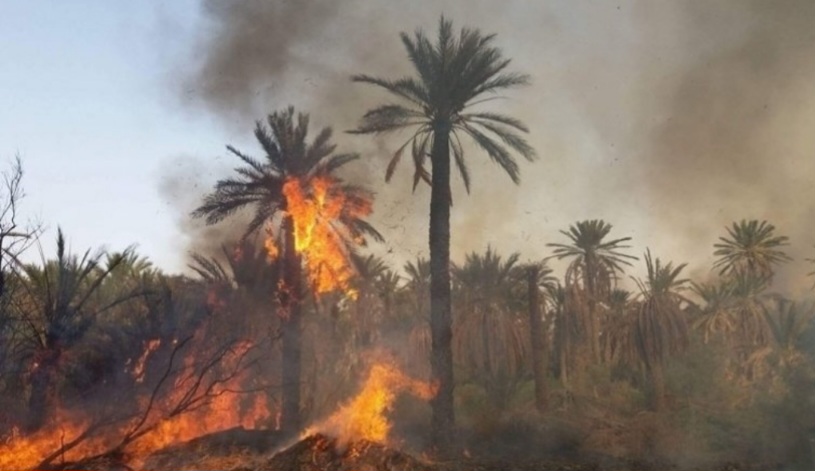 حامة الجريد .. حريق يطال 10 هك من أصول النخيل و الاشجار المثمرة 