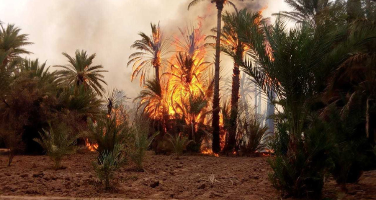 تسبب في حرق حوالي 600 من أصول النخيل..   السيطرة على حريق بواحة توزر القديمة  