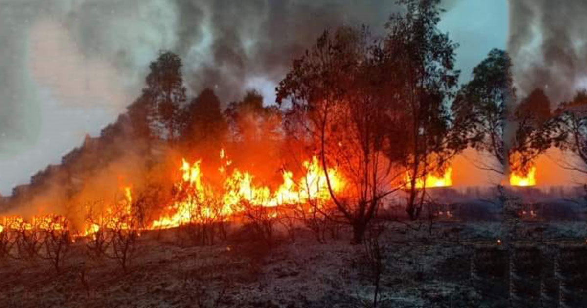 سليانة: اندلاع حريق بجبل البياض ببرقو