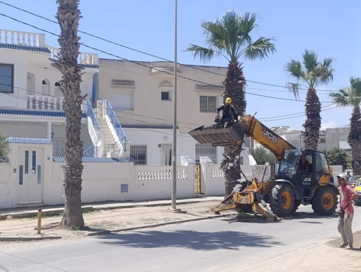 قليبية / استياء من وضع بقايا النخيل على الرصيف.. والبلدية توضح 