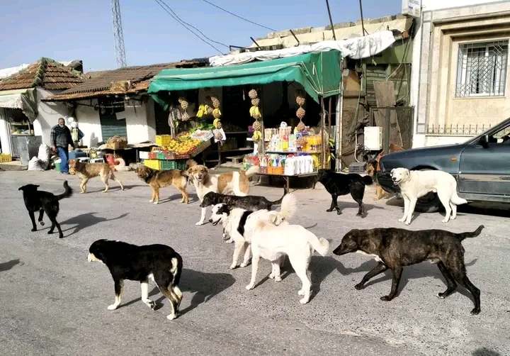 جندوبة.. خطة جهوية للتصدي لداء الكلب 