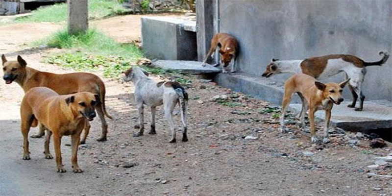 نابل : تسجيل 35 اصابة بداء الكلب لدى الحيوانات 