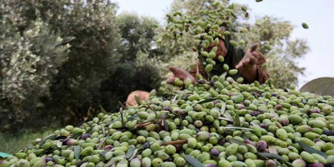 مدنين.. انطلاق  موسم جني الزيتون