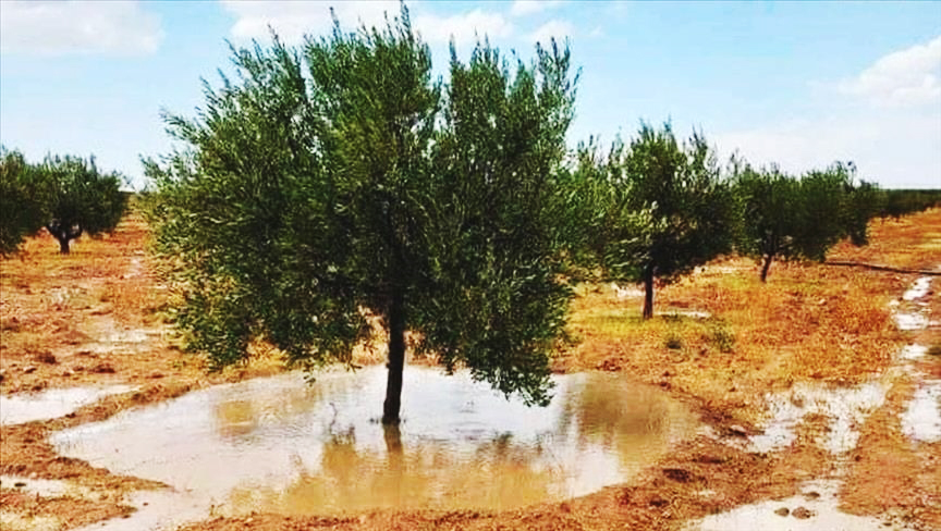 إثر تهاطل كميات هامة من الأمطار بمختلف الجهات.. استبشار بموسم فلاحي واعد وتدعيم إيرادات السدود